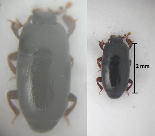 Réf. 185 459 : Paromalus parallelepipedus